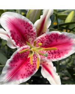 Oriental Lily 'Stargazer' 1G