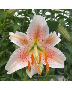 Oriental Lily 'Salmon Star' 1G