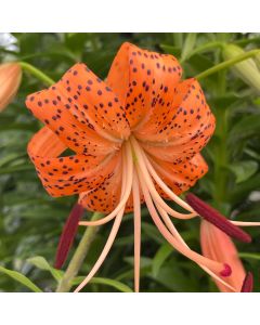 Tiger Lily 'Splendens' 1G