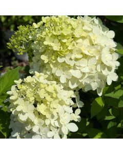 Limelight Hydrangea