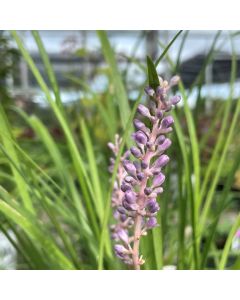 Lily Turf 'Big Blue' 1G