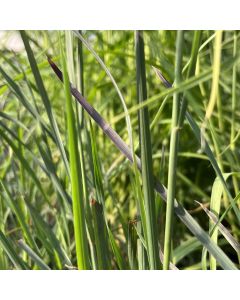 Little Bluestem 'Smoke' 1G