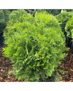Little Champ Globe Cedar