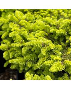 Little Gem Norway Spruce