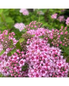 Little Princess Spirea