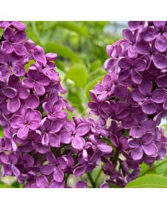 Ludwig Spaeth Lilac