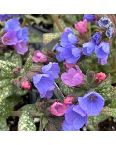 Lungwort 'Pink-A-Blue'