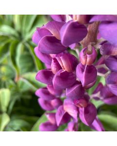 Lupine 'Masterpiece' 1G