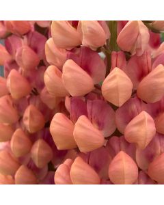 Lupine 'Salmon Star' 1G