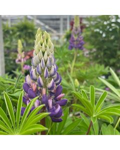Lupine 'Gallery Blue' 1G