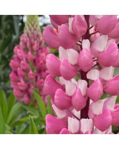 Lupine 'Gallery Pink' 1G