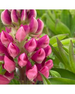 Lupine 'Gallery Red' 1G