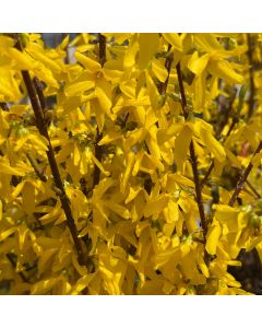 Lynwood Gold Forsythia