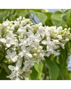 Madame Lemoine Lilac Std 