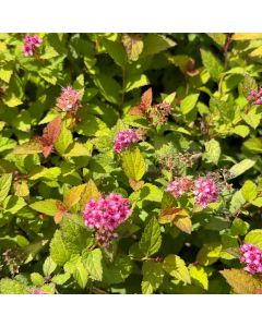 Magic Carpet Spirea