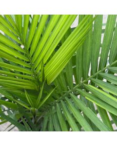 10" Majesty Palm - 4 to 5ft