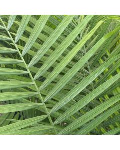 12" Majesty Palm 7 feet