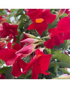 Mandevilla