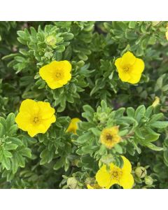 Mango Tango Potentilla