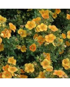 Mango Tango Potentilla