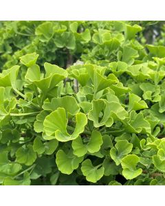 Mariken Maidenhair Tree Std