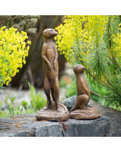 Meerkat Baby