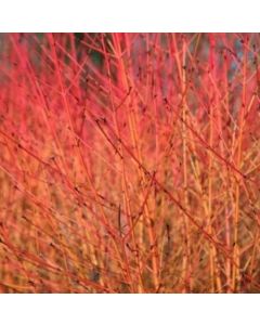 Midwinter Fire Dogwood