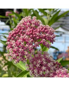 Milkweed 'Cinderella' 1G
