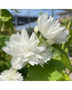 Miniature Snowflake Mockorange