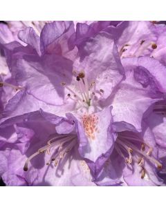 Minnetonka Rhododendron