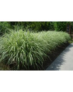 Miscanthus 'Dixieland' 1G