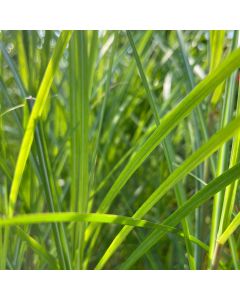 Miscanthus 'Huron Sunrise' 1G