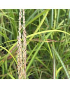 Miscanthus 'Little Miss'