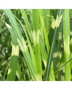 Miscanthus 'Little Zebra' 1G