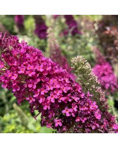 Miss Molly Butterfly Bush