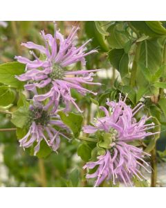Bee Balm 'Fistulosa' 1G