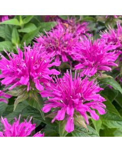 Bee Balm 'Grand Parade' 1G