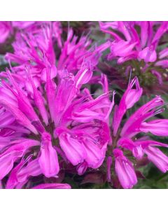 Bee Balm 'Lavender' 1G