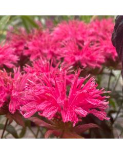 Bee Balm 'Pardon My Rose' 1G