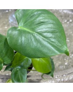 Monstera 4"