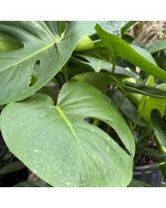 10" Monstera Deliciosa