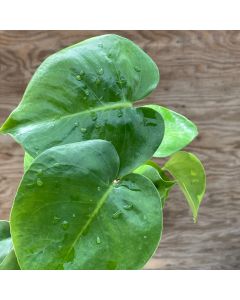 4" Philodendron, MonsteraSplit
