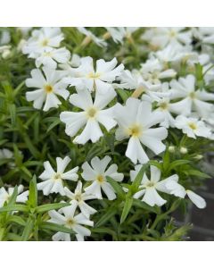 Phlox Sub. GoldiPhlox White 1G