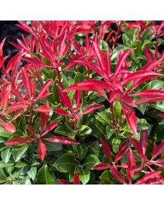 Mountain Fire Japanese Pieris