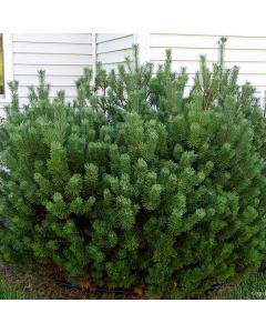Mugo Pine