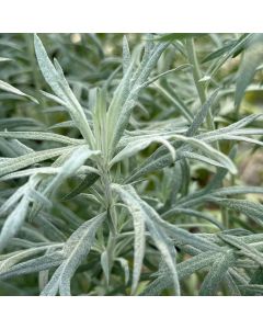 Mugwort 'Silver King' 1G