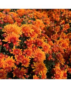 Chrysanthemums