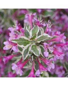 My Monet Purple Effect Weigela