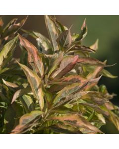 My Monet Sunset Weigela