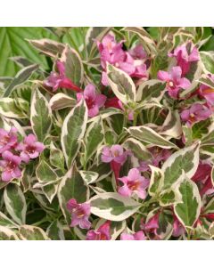 My Monet Weigela